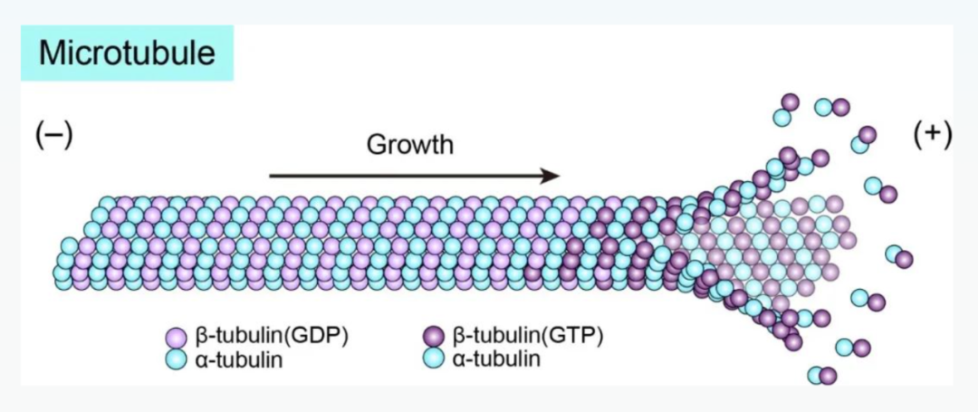 Science重磅：首次捕獲人類細(xì)胞“高速公路”構(gòu)建過程的高分辨率圖像，為微管相關(guān)疾病的治療指明新的方向！