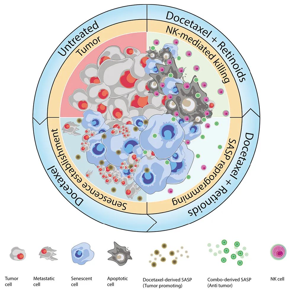 Cancer Cell：激活維A酸受體，可重編程衰老反應，增強NK細胞抗腫瘤活性