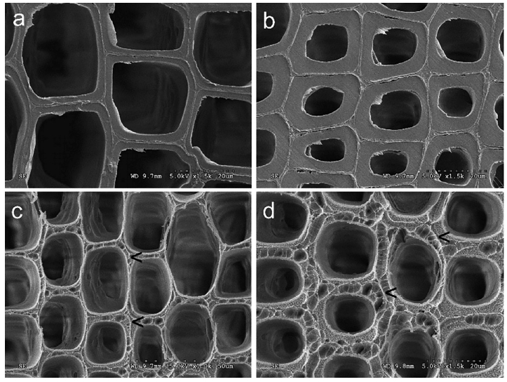 低溫等離子體改性前后的木材早材細胞壁(a、c)和晚材細胞壁(b、d)
